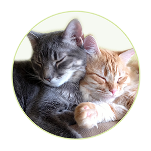 Saba + Miru